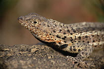 Lava Lizard (Tropidurus albemarlensis) male, profile, on rock, James Bay, Santiago Island, Galapagos Islands, Ecuador