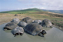 Volcan Alcedo Giant Tortoise (Chelonoidis nigra vandenburghi) group wallowing in temporary rainy season pool, Alcedo Volcano, Isabella Island, Galapagos Islands, Ecuador