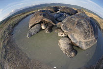 Volcan Alcedo Giant Tortoise (Chelonoidis nigra vandenburghi) wallowing in temporary rainy season pool, Alcedo Volcano, Isabella Island, Galapagos Islands, Ecuador