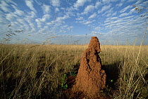 Termite mound in open grassland, typical Cerrado grassland, Emas National Park, Brazil