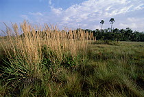 Cerrado habitat, open grassland prone to seasonal lighting fire cycles, Emas National Park, Brazil