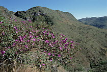 Cerrado plants of Melastomataceae family blooming in dry season, Serra de Canastra National Park, Brazil