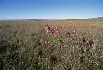 Cerrado habitat, Melastomataceae family plant blooming in dry season, Serra de Canastra National Park, Brazil