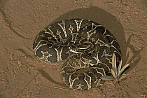 Urutu (Bothrops alternatus) sun-basking in typical Cerrado habitat, Emas National Park, Brazil