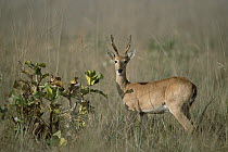 Pampas Deer (Ozotoceros bezoarticus) buck in typical Cerrado habitat, Emas National Park, Brazil
