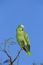 Blue-fronted Parrot (Amazona aestiva) in treetops, Cerrado habitat, Emas National Park, Brazil