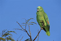 Blue-fronted Parrot (Amazona aestiva) amongst treetops in Cerrado habitat, Emas National Park, Brazil