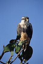 Aplomado Falcon (Falco femoralis) in Cerrado habitat, Emas National Park, Brazil