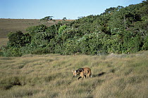 Maned Wolf (Chrysocyon brachyurus) patrolling huge territory in Cerrado grassland habitat, Serra de Canastra National Park, Brazil