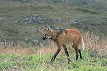 Maned Wolf (Chrysocyon brachyurus) solitary hunter of Cerrado grassland habitat, Serra de Canastra National Park, Brazil