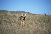 Maned Wolf (Chrysocyon brachyurus) solitary hunter of Cerrado grassland habitat, Serra de Canastra National Park, Brazil