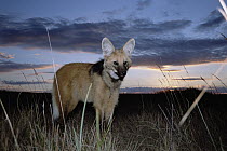 Maned Wolf (Chrysocyon brachyurus) mainly nocturnal, setting out to hunt at dusk, Serra de Canastra National Park, Brazil
