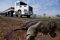 Giant Anteater (Myrmecophaga tridactyla) road-kill victim due to traffic in expanding agricultural development in dry Cerrado grassland habitat, Brazil