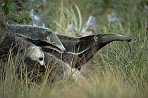 Giant Anteater (Myrmecophaga tridactyla) mother carrying young on her back in dry Cerrado grassland habitat, Brazil