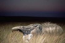 Giant Anteater (Myrmecophaga tridactyla) mother carrying young on her back, feeding at sunset in dry Cerrado grassland habitat, Brazil
