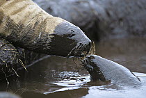Hooker's Sea Lion (Phocarctos hookeri) pair of three month old pups playing in peat wallow while mothers are away, Enderby Island, Auckland Islands, New Zealand