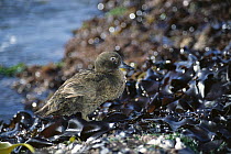 Auckland Island Flightless Duck (Anas aucklandica) foraging in kelp bed at low tide, Enderby Island, Auckland Group, sub-Antarctica New Zealand