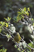 New Zealand Bellbird (Anthornis melanura) male in coastal vegetation, endemic species, Laurie Harbor, Port Ross, Auckland Island, sub-Antarctica New Zealand