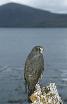 New Zealand Falcon (Falco novaeseelandiae) dark southern island form in coastal rata forest, Carnley Harbor, Auckland Island, New Zealand