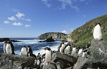 Rockhopper Penguin (Eudyptes chrysocome) nesting colony on boulder slope, Penguin Bay, Campbell Island, New Zealand