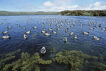 Pintado Petrel (Daption capense) flock feeding on swarming krill off Davis Island, Port Ross, Auckland Island, New Zealand