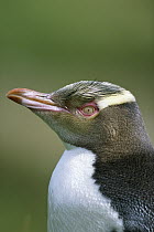 Yellow-eyed Penguin (Megadyptes antipodes) portrait, Enderby Islands, Auckland Group, New Zealand