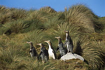 Yellow-eyed Penguin (Megadyptes antipodes) group of five commuting to nest hidden in dense inland vegetation, Sandy Bay, Enderby Islands, Auckland Group, New Zealand