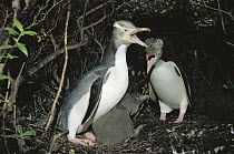 Yellow-eyed Penguin (Megadyptes antipodes) pair greeting each other near nest site in dense understory, Enderby Island, Auckland Group, New Zealand