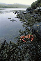 Auckland Island Spider Crab in seaweed bed, Laurie Harbor, Port Ross, Auckland Island, New Zealand
