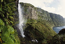 Waterfall dropping from hanging valley into Fata forest, McLennan Inlet, Auckland Island, New Zealand