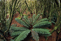 Dracophyllum (Dracophyllum longifolium) elfin forest with fern understory, northeast harbour, Campbell Island, New Zealand