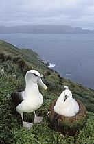 White-capped Albatross (Thalassarche steadi) parent with chick in species primary breeding ground, estimated 65,000 pairs, Disappointment Island, Auckland, New Zealand