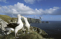 White-capped Albatross (Thalassarche steadi) pair courting, Southwest Cape, Auckland Island, New Zealand