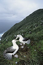 White-capped Albatross (Thalassarche steadi) couple courting in species primary breading ground, estimated 65,000 pairs, Disappointment Island, Auckland, New Zealand