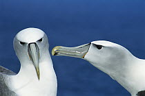 White-capped Albatross (Thalassarche steadi) couple courting, Southwest Cape, Auckland Island, New Zealand