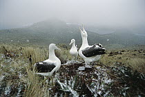 Southern Royal Albatross (Diomedea epomophora) courting in autumn snow squall, Col Ridge, Campbell Island, New Zealand