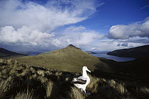 Southern Royal Albatross (Diomedea epomophora) with snow squall receding over Mt Lyall and northeast harbor, Campbell Island, New Zealand
