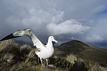 Southern Royal Albatross (Diomedea epomophora) with wings outstretched, snow squall receding over Mt Lyall and northeast harbor, Campbell Island, New Zealand