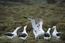 Southern Royal Albatross (Diomedea epomophora) gamming group courting as part of multi-year mate selection, Enderby Island, Auckland Group, New Zealand