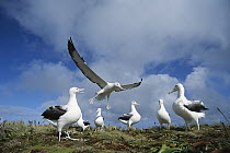 Southern Royal Albatross (Diomedea epomophora) gamming group courting as part of multi-year mate selection, Moubrey Ridge, Campbell Island, New Zealand