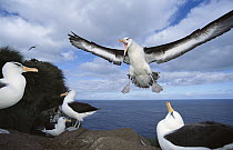 Campbell Albatross (Thalassarche impavida) coming in to land, Bull Rock Cape Colony, Campbell Island, New Zealand