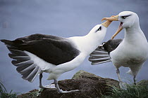 Campbell Albatross (Thalassarche impavida) courtship dance sequence, Bull Rock North Cape Colony, Campbell Island, New Zealand