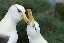 Campbell Albatross (Thalassarche impavida) courtship dance sequence, Bull Rock North Cape Colony, Campbell Island, New Zealand