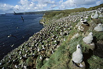 Campbell Albatross (Thalassarche impavida) bull rock north cape colony, only breeding area estimated at 26,000 pairs, Campbell Island, New Zealand