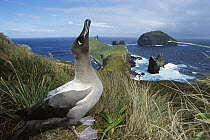 Light-mantled Albatross (Phoebetria palpebrata) emitting sky-pointing courtship call, Monument Harbor, Campbell Island, New Zealand