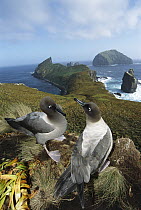 Light-mantled Albatross (Phoebetria palpebrata) pair courting on bluffs overlooking weather-beaten south coast, Monument Harbor, Campbell Island, New Zealand