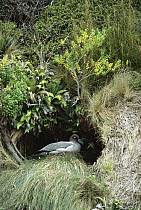 Light-mantled Albatross (Phoebetria palpebrata) on typical cliff-side nest, Dea's Head, Port Ross, Auckland Island, New Zealand