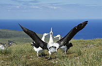 Antipodean Albatross (Diomedea antipodensis) courtship display often pirouetting with outstretched wings, Adams Island, Auckland's Group, New Zealand