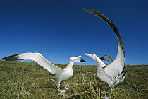 Antipodean Albatross (Diomedea antipodensis) courtship display often pirouetting with outstretched wings, Adams Island, Auckland's Group, New Zealand
