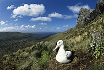 Southern Royal Albatross (Diomedea epomophora) sitting on single egg during 77-81 day incubation, Lyall Ridge, Campbell Island, New Zealand